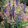 25ct Spanish Blue Bells Mixed Colors Bulbs - Van Zyverden -Sunnydaze Decor Store GUEST 0332a738 a481 4a29 bce5 14b13e9444bf