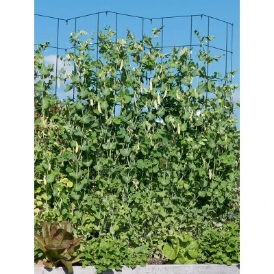 Gardeners Supply Company Tall Expandable Pea Trellis For Climbing Plants Outdoor | Sturdy Upright Garden Trellis For Vines, Tomatoes, Peas & Other Live Plants Support | 9'-3" L X 64" H Installed Steel - Red - Gardener's Supply Company 3 Gardeners Supply Company Tall Expandable Pea Trellis For Climbing Plants Outdoor | Sturdy Upright Garden Trellis For Vines, Tomatoes, Peas & Other Live Plants Support | 9'-3" L X 64" H Installed Steel - Red - Gardener's Supply Company