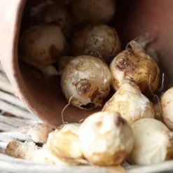 25ct Grape Hyacinths Comosum Bulbs - Van Zyverden 9 25ct Grape Hyacinths Comosum Bulbs - Van Zyverden -Sunnydaze Decor Store GUEST 0adf20d9 c78d 4995 96eb 8be6c1efe27f