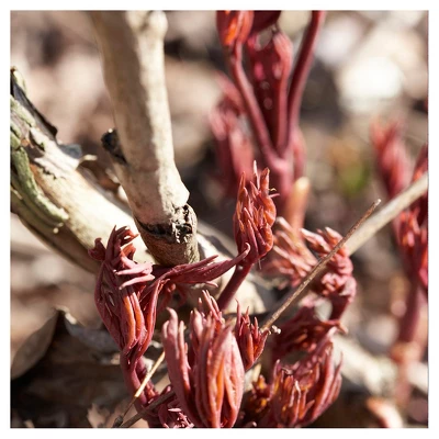 Peonies Festiva Maxima Set Of 3 Roots - White - Van Zyverden 3 Peonies Festiva Maxima Set Of 3 Roots - White - Van Zyverden