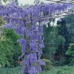 Wisteria 'Blue' 1pc U.S.D.A. Hardiness Zones 3-9 National Plant Network 2.5qt 7 Wisteria 'Blue' 1pc U.S.D.A. Hardiness Zones 3-9 National Plant Network 2.5qt -Sunnydaze Decor Store GUEST 0ebe004b 271e 45fe b0b5 124d25dbc6c8