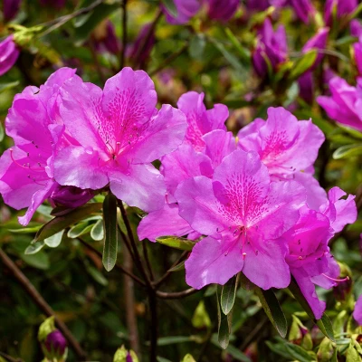 Encore 1pc Azalea Autumn Royalty - National Plant Network 4 Encore 1pc Azalea Autumn Royalty - National Plant Network - Image 2
