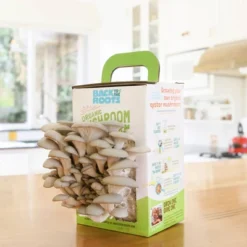 Back To The Roots Organic Mushroom Mini Grow Kit Pearl Oyster 11 Back To The Roots Organic Mushroom Mini Grow Kit Pearl Oyster -Sunnydaze Decor Store GUEST 14af7100 855c 4d85 be8b ca6ce390920d