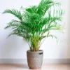 Majesty Palm - National Plant Network -Sunnydaze Decor Store GUEST 183513b2 d561 4dd1 810e 1e2ac166dd45