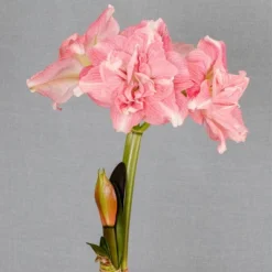 Van Zyverden Amaryllis Pink Double Time Flower Bulb -Sunnydaze Decor Store GUEST 19f25c0b c1c2 4234 abea 45ee0f663ebc