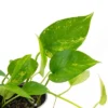 3pc 'Variegated' Pothos - National Plant Network -Sunnydaze Decor Store GUEST 1e2fc04f 9f82 4226 8676 2c4257d63f5b