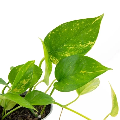 3pc 'Variegated' Pothos - National Plant Network 3 3pc 'Variegated' Pothos - National Plant Network