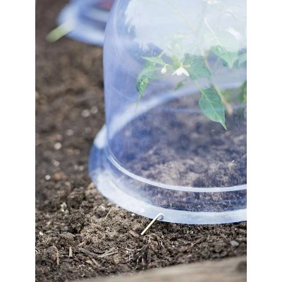 Medium Garden Cloches, Set Of 6 4 Medium Garden Cloches, Set Of 6 - Image 2