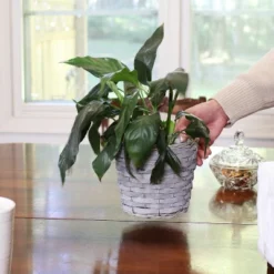 Sunnydaze Decor Sunnydaze Indoor Poplar Wicker Planters With Plastic Liners - Gray - Set Of 5 -Sunnydaze Decor Store GUEST 32a65b10 7dd7 438d a96c 5c895d7075c1