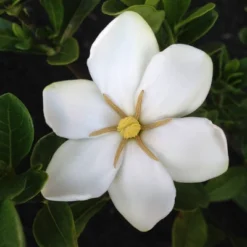 2.25gal Daisy Gardenia Plant White Blooms - National Plant Network 8 2.25gal Daisy Gardenia Plant White Blooms - National Plant Network -Sunnydaze Decor Store GUEST 387c9553 17cb 46c7 b254 5d67e6e6b27c