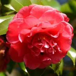 Camellia Twister Tree Red - National Plant Network -Sunnydaze Decor Store GUEST 39e176e9 3b0d 4ecc bcfa 0b49d22a26b6