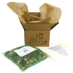 Set Of 3 Allium Magic Bulbs - Van Zyverden -Sunnydaze Decor Store GUEST 3ec89b3a 67aa 458a bc1b 0e64f312c218