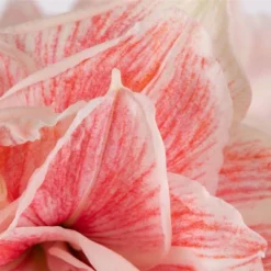 Van Zyverden Amaryllis Pink Double Time Flower Bulb -Sunnydaze Decor Store GUEST 4e4dcbf1 f2e0 428c 8dcb d13224e4347c