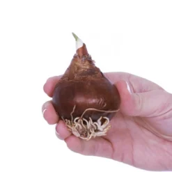 5ct Amaryllis And Paperwhite Duo Kits With Artisan Decorative Planters - Van Zyverden -Sunnydaze Decor Store GUEST 55240d02 ddde 4804 843e 7938992623b5 1