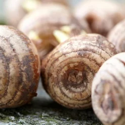 75ct Crocus Large Flowering Blend Bulbs - Van Zyverden