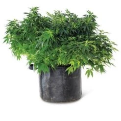 Gardener's Best Universal Grow Bag