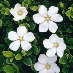 2.25gal Daisy Gardenia Plant White Blooms - National Plant Network 9 2.25gal Daisy Gardenia Plant White Blooms - National Plant Network -Sunnydaze Decor Store GUEST 5c627269 96d8 448a bbda 311c60641752