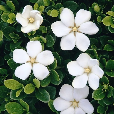 2.25gal Daisy Gardenia Plant White Blooms - National Plant Network 6 2.25gal Daisy Gardenia Plant White Blooms - National Plant Network - Image 4
