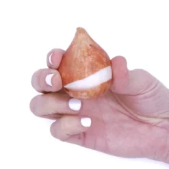 25ct Tulips Golden Apeldoorn Bulbs - Van Zyverden -Sunnydaze Decor Store GUEST 5d948ed4 9512 4a46 b4ef 75f204502012