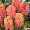 10ct Hyacinths Sweet Invitation Bulbs - Van Zyverden -Sunnydaze Decor Store GUEST 5eb942c7 d064 4f70 b48d 0544071be1c9