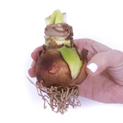 5ct Amaryllis And Paperwhite Duo Kits With Artisan Decorative Planters - Van Zyverden -Sunnydaze Decor Store GUEST 600e2570 7273 44d4 a410 4ad4f3dec2d8 3