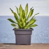 Bloem Veranda Deck Box Square Planter 1 Bloem Veranda Deck Box Square Planter -Sunnydaze Decor Store GUEST 691f631b ec44 486f 8148 c8d58ccd8b06