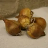 25ct Dutch Iris Miss Saigon Bulbs - Van Zyverden -Sunnydaze Decor Store GUEST 6afab489 7d9e 4e63 9fc6 8d772b562c91