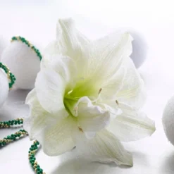 Van Zyverden Amaryllis White Nymph Flower Bulb With Chalk Metal Cachepot