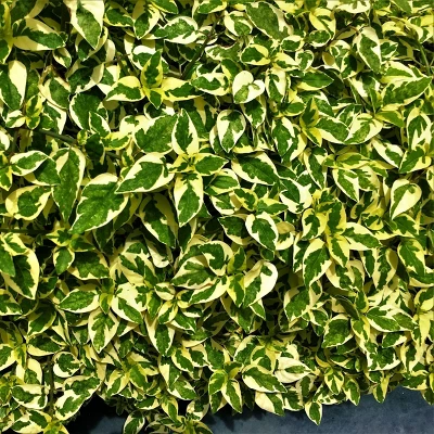 Abelia 'Hopley's' 1pc U.S.D.A. Hardiness Zones 6-10 National Plant Network 3gal 4 Abelia 'Hopley's' 1pc U.S.D.A. Hardiness Zones 6-10 National Plant Network 3gal - Image 2