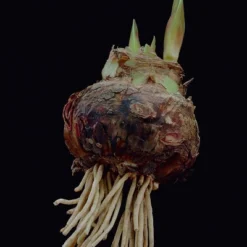 Van Zyverden Amaryllis Pink Double Time Flower Bulb -Sunnydaze Decor Store GUEST 7580982a c45e 49ec bd7b d08b77e0a4e1