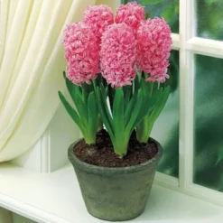 Van Zyverden 5ct Bulbs Hyacinth Indoor Forcing Pink Pearl Flower Bulb Set