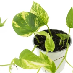 3pc 'Variegated' Pothos - National Plant Network 7 3pc 'Variegated' Pothos - National Plant Network -Sunnydaze Decor Store GUEST 8d9336b8 5534 4da2 b28f c56fa83abed0
