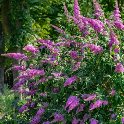 2.5qt 'Blaze Pink' Buddleia Plant With Pink Blooms - National Plant Network 4 2.5qt 'Blaze Pink' Buddleia Plant With Pink Blooms - National Plant Network - Image 2