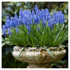 Spring Time Favorites Bulb Collection Set Of 75 Bulbs - Red/Yellow/Blue - Van Zyverden -Sunnydaze Decor Store GUEST a2e40c4f 5f9d 4584 922a a70a26489a19