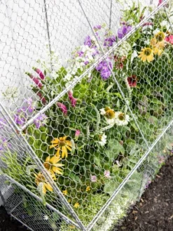 Gardener’s Supply Company Chicken Wire Cloche Flat Back Crop Coop | Sturdy Metal Flower, Garden Plants, And Backyard Vegetables Cover Protector | 20"D 7 Gardener’s Supply Company Chicken Wire Cloche Flat Back Crop Coop | Sturdy Metal Flower, Garden Plants, And Backyard Vegetables Cover Protector | 20"D -Sunnydaze Decor Store GUEST a5b62303 13fc 4e06 b816 679fa9cfeba1