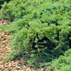 2.25gal Green Sargent Juniper Plant - National Plant Network 7 2.25gal Green Sargent Juniper Plant - National Plant Network -Sunnydaze Decor Store GUEST a8e8f578 ff74 426c 9ca8 145946fbcb31