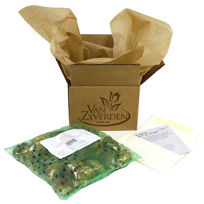 Tulips Havana Nights Blend Set Of 15 Bulbs - Red/Black - Van Zyverden 4 Tulips Havana Nights Blend Set Of 15 Bulbs - Red/Black - Van Zyverden - Image 2