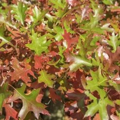 2.25gal Pin Oak Tree - National Plant Network -Sunnydaze Decor Store GUEST ae3bd5a3 5617 4d6e b994 d1a0e56d2b37