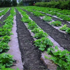 DeWitt NAT4300 4 X 300 Ft All Natural Organic Biodegradable Paper Mulch Garden Weed Control Barrier 8 DeWitt NAT4300 4 X 300 Ft All Natural Organic Biodegradable Paper Mulch Garden Weed Control Barrier -Sunnydaze Decor Store GUEST afa47aaa d8ff 4a47 84fc 392b9a8b5666