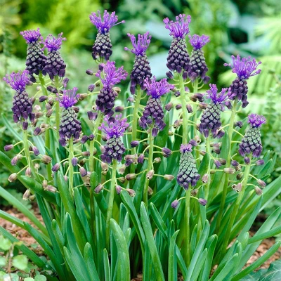 25ct Grape Hyacinths Comosum Bulbs - Van Zyverden 4 25ct Grape Hyacinths Comosum Bulbs - Van Zyverden - Image 2