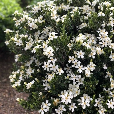 2.25gal Daisy Gardenia Plant White Blooms - National Plant Network 4 2.25gal Daisy Gardenia Plant White Blooms - National Plant Network - Image 2
