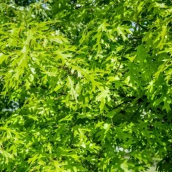 2.25gal Pin Oak Tree - National Plant Network -Sunnydaze Decor Store GUEST c3c1b299 a0ab 4cc6 936d 05eea24707ff