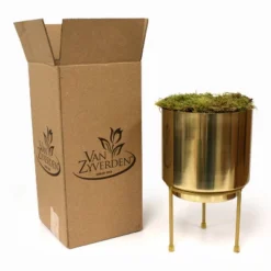 9ct Narcissus Paperwhite Inbal Preplanted Bulb With Iron Brass Finish Large Planter And Stand - Van Zyverden -Sunnydaze Decor Store GUEST c4190a6e 7ec5 43b5 87cb 4632d5f77849