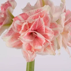 Van Zyverden Amaryllis Pink Double Time Flower Bulb -Sunnydaze Decor Store GUEST ca628fd8 8b13 42df b7a6 fab2aafa1714