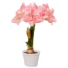 Van Zyverden Amaryllis Pink Double Time Flower Bulb -Sunnydaze Decor Store GUEST cd9aedb0 56f3 4190 be99 144add071595