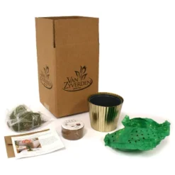 Amaryllis Pink Kit Minerva With Iron Brass Fluted Planter - Van Zyverden -Sunnydaze Decor Store GUEST cf147812 4bb3 4c94 8882 edc0e880ab75