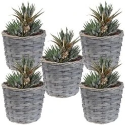 Sunnydaze Decor Sunnydaze Indoor Poplar Wicker Planters With Plastic Liners - Gray - Set Of 5 -Sunnydaze Decor Store GUEST d56ba385 9d74 42f3 8086 47cea659bc38