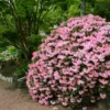 Azalea 'Watchet' U.S.D.A. Hardiness Zones 6-8 - 1pc - Cottage Hill 1 Azalea 'Watchet' U.S.D.A. Hardiness Zones 6-8 - 1pc - Cottage Hill -Sunnydaze Decor Store GUEST e671f293 2543 454d 9aad f6490d7bfddb