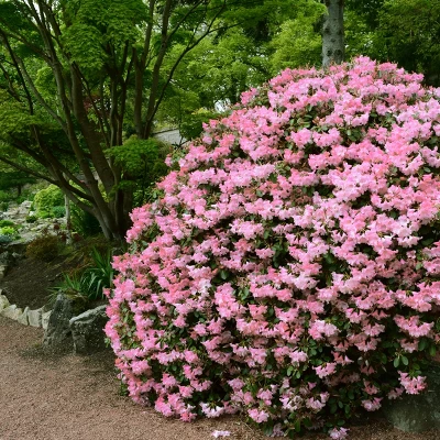 Azalea 'Watchet' U.S.D.A. Hardiness Zones 6-8 - 1pc - Cottage Hill 3 Azalea 'Watchet' U.S.D.A. Hardiness Zones 6-8 - 1pc - Cottage Hill