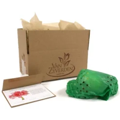 Van Zyverden Amaryllis Pink Double Time Flower Bulb -Sunnydaze Decor Store GUEST f31c2651 1ac4 4ac0 949e 3bef38883549